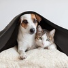 image:image24 Pack Bulk Fleece Fall Throw Blankets 50x60 for Wedding Favors Homeless Women Men Homes Bed Sofa Couch Office Pet Blankets Travel  Soft Warm Lightweight Throw Blankets in Bulk 8 ColorBlack