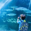 image:imageTrail maker 15 Inch Kids Backpacks for Boys amp Girls  Preschool Kindergarten Elementary School Backpacks with Adjustable Padded Straps Prehistoric PalsSeafaring Sharks